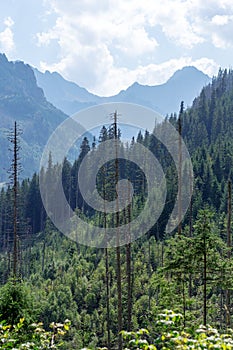 Mountain panorama with forests. Forest is harmed by Ips typographus