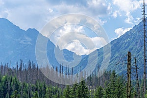 Mountain panorama with forests. Forest is harmed by Ips typographus photo