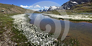 Mountain panorama: a small lake with white flowers (Eriofori, en