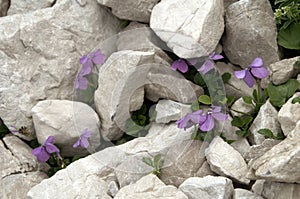 Mountain pansies, Viola cenisia tentative, on scree above Malbun, Liechtenstein