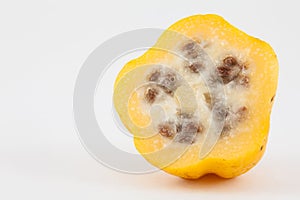 Mountain papaya Vasconcellea pubescens