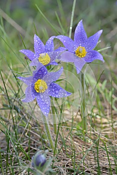 Mountain Pasqueflower (Pulsatilla montana)