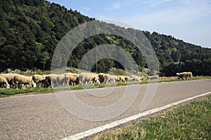 Mountain pass and sheeps
