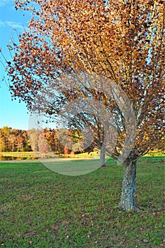 The mountain pasture becomes a beautiful parklike setting in the fall season