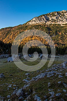 Mountain pasture Laz in early morning