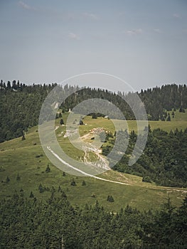 Mountain pasture meadow in Slovakia, Velka Fatra, with large group of cattle herd grazing grass