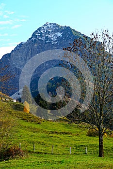 Mountain pasture and mountain in the Allgaeu alps during autumn near Oberstdorf