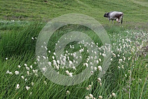 mountain pasture with wet cottongras waving in the wind and a grey milk cow in the background
