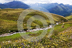 Mountain Pastures and Wild Flowers in Austria