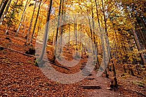 Mountain path in colorful autumn forest