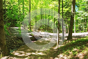 Mountain path in dense green forest. Path over small stream in the sunlight