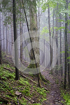 A mountain path in a humid foggy forest in the mountains. Fog in the forest in the mountains