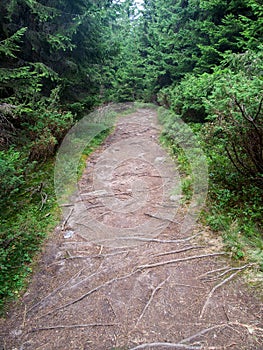 Mountain path in a middle of a forest
