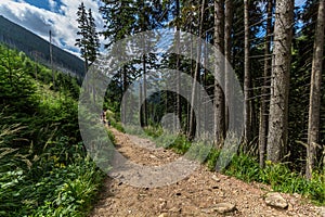 Mountain path in the national park Krkonose