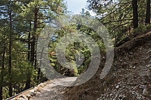 Mountain path through pine forest at Samaria gorge, south west part of Crete island