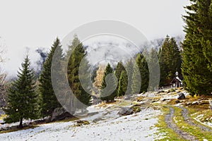 Mountain path and trees
