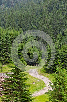 Mountain path way throw fir forest in Romanian Carpatians