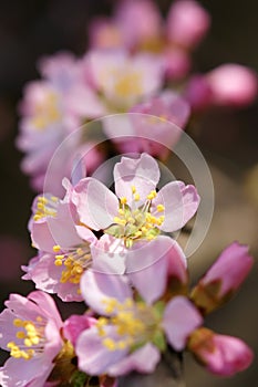 Mountain peach flower