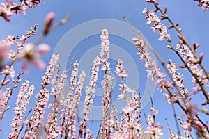 Mountain peach flower in the Northeastern China3