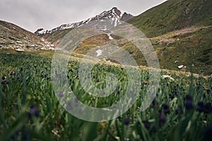 Mountain peak with alpine flowers in Kazakhstan