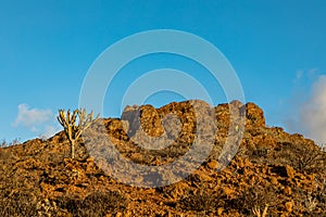 Mountain Peak with cactus vegetation, at Astronomic Observatory in Temisas, Gran Canaria.
