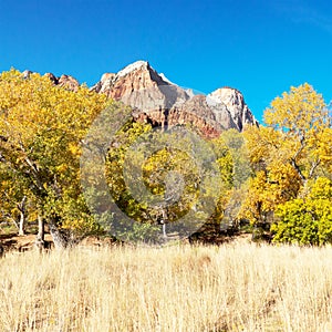 Mountain Peaks and Fall Colors in Zion National Park Utah