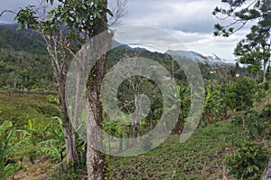 Mountain Peaks Forests and Valleys of Jayuya photo