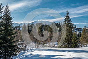 Mountain peaks visible on the horizon, behind spruces