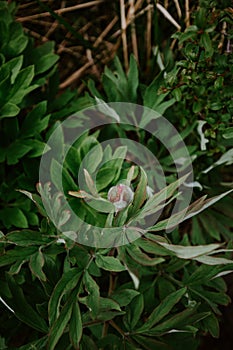 Mountain peony- closed, waiting to blossom. Green mood