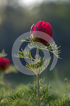 Mountain peony flower in a forest glade in the sun