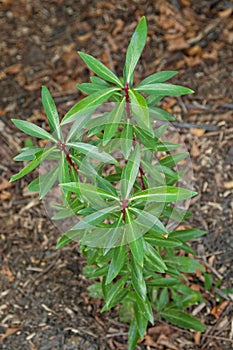 Mountain Pepper Plant, known as Cornish pepper leaf grown in Vic