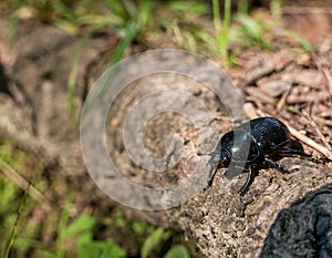 Mountain pine beetle in the Bucegi mountains, Romania