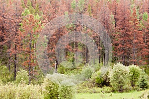 Mountain Pine Beetle killed pine forest photo