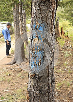 Mountain pine beetle marked tree