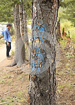 Mountain pine beetle marked tree photo