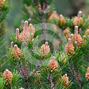 Mountain pine with cones in early spring