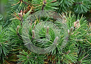 Mountain pine with cones in early spring
