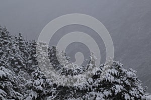 Mountain pine forest under a snow storm