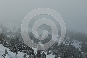 Mountain pine forest under a snow storm