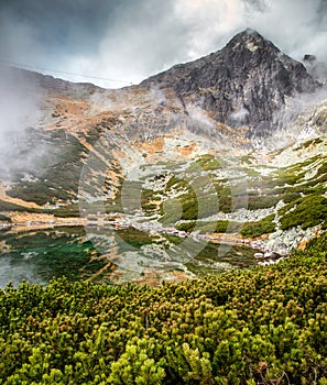 Mountain pine, lake and peak in High Tatras mountains at Slovakia