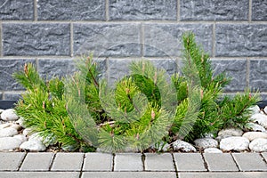 Mountain pine mughus