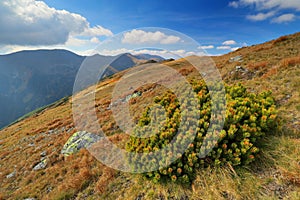 Mountain pine in Nizke Tatry