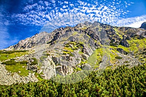 Horské borovice a vrcholy na pozadí