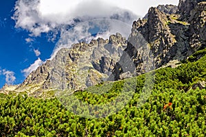 Mountain pine and peaks at background