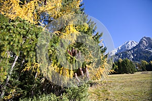 Mountain pine with pine cones and autumn colors