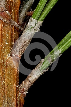 Mountain Pine (Pinus mugo). Leaf Fascicle Sheath Closeup