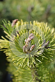 Mountain pine Susse Perle