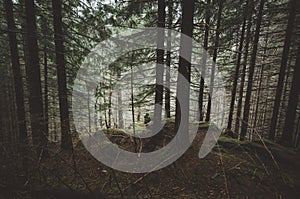 Mountain pine tree forest