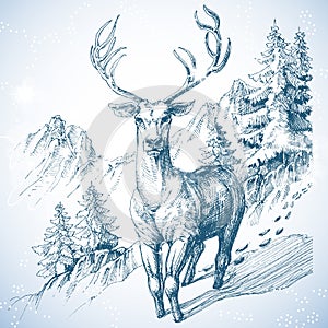 Mountain pine tree forest