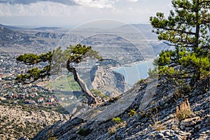 Mountain pines on the slope of mount Sokol Falcon in Republic of Crimea. Back sea